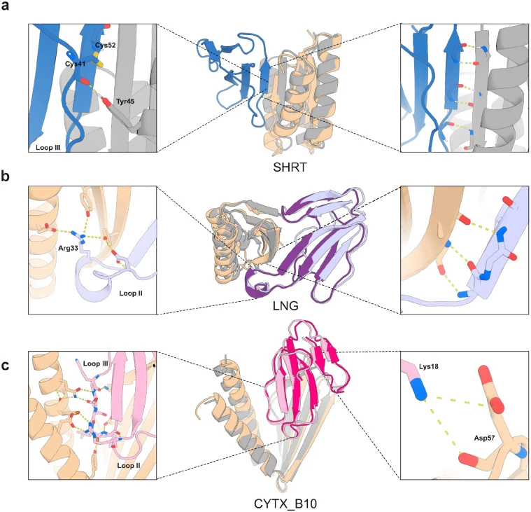 Three rows labelled SHRT, LNG and CYTX_B10. Each has a centre image of two overlaid ribbon models of a designed protein bound to a toxin, flanked by two boxed close-ups of amino-acid side chains making contacts.