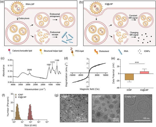 Panels a and b are cell-and-vesicle schematics showing lipid nanoparticles entering by endocytosis and either staying trapped in the endosome or escaping to release RNA or iron oxide particles. Panels c to g are an infrared spectrum, a magnetisation curve, a bar chart of surface charge, a size distribution and electron micrographs of the particles.