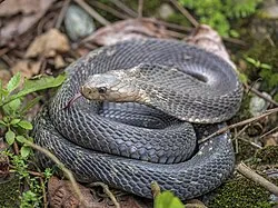 A dark grey snake coiled on leaf litter with its head raised at the front of the coil.