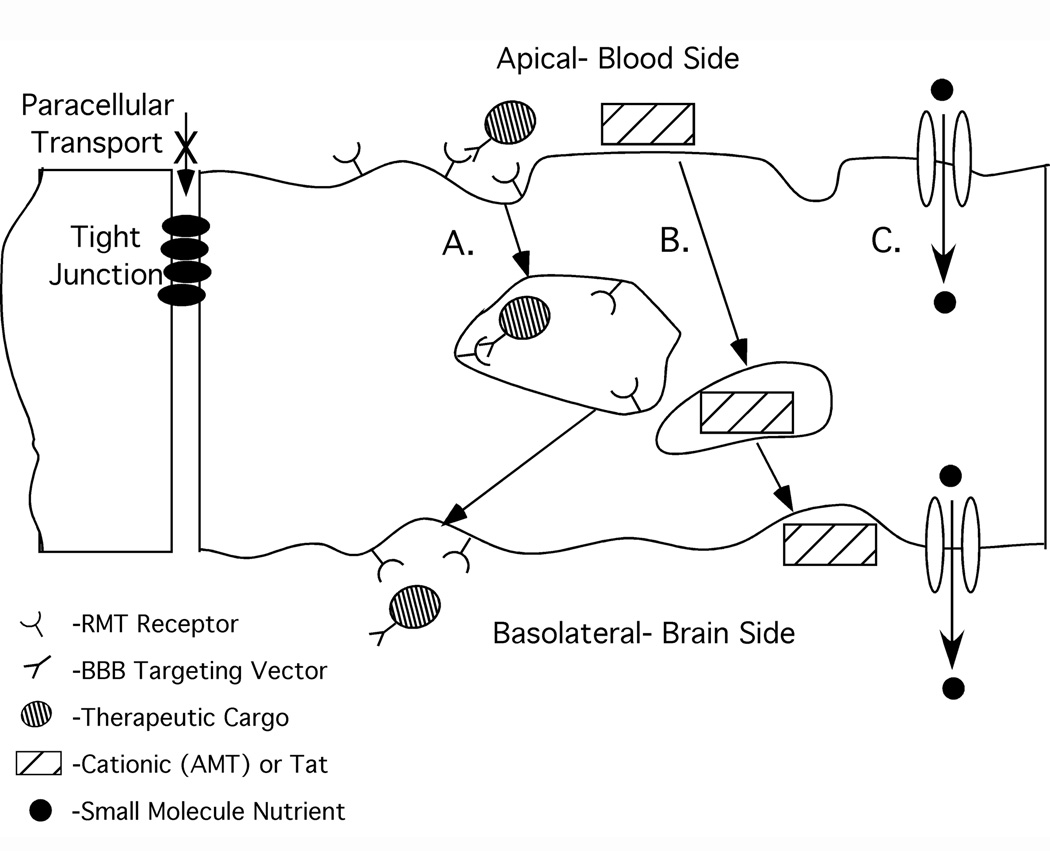 Line drawing of a cell layer between a blood side on top and a brain side below, with a tight junction at the left marked with a cross, a receptor-bound cargo taken in and carried across (route A), a hatched cationic molecule carried across (route B) and small nutrient molecules passing through membrane channels (route C).