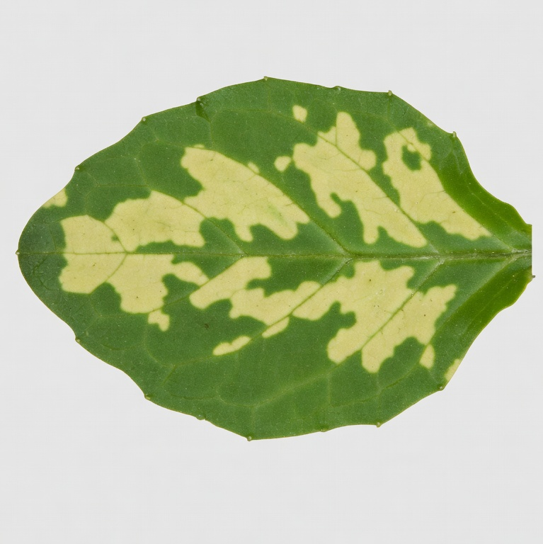 Leaf with yellow chlorotic spots