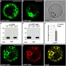 GFP fluorescence image of pavement cell