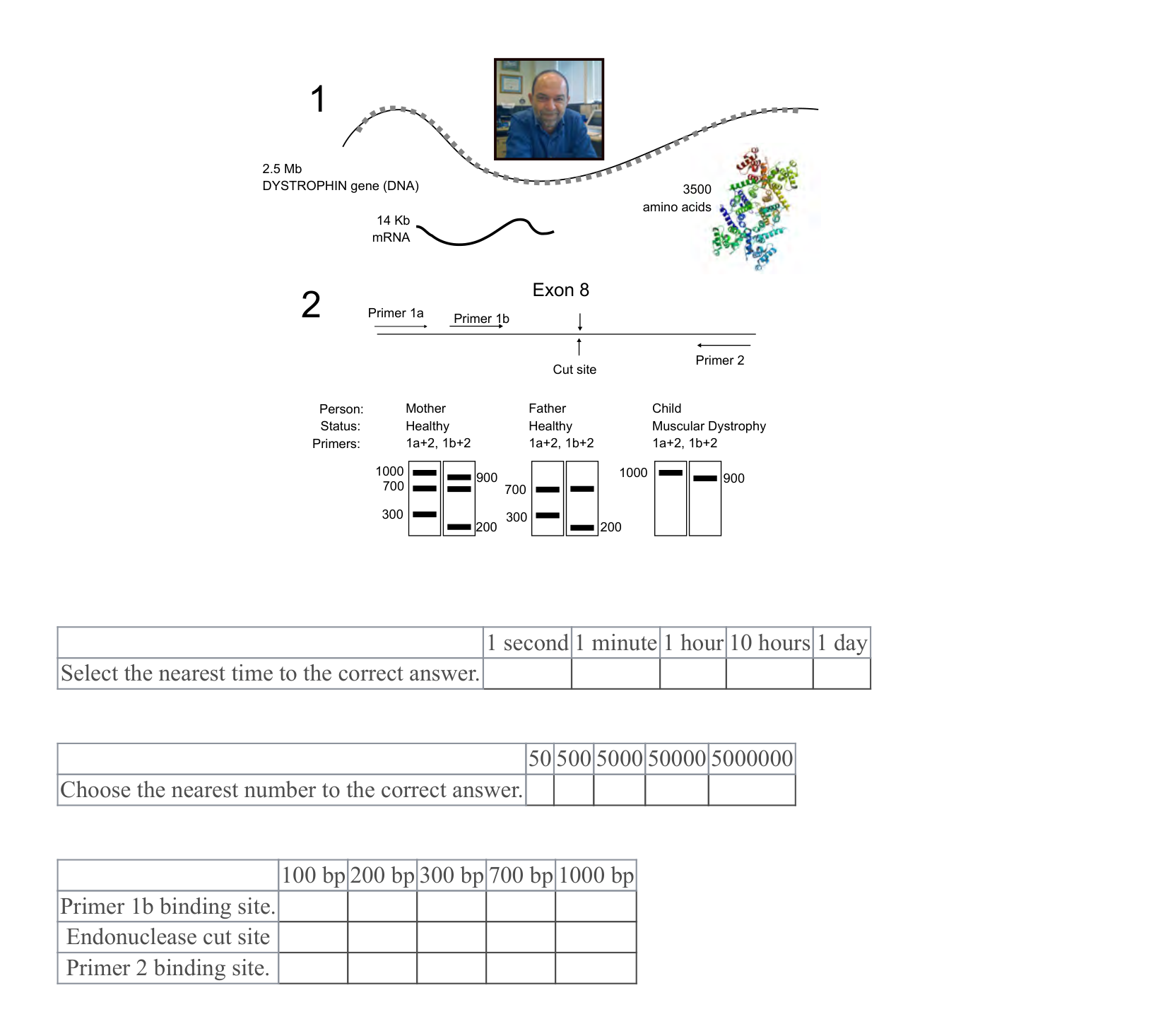 Figure for Q10: Timescales and Fragment Sizes Behind a DYSTROPHIN Diagnosis