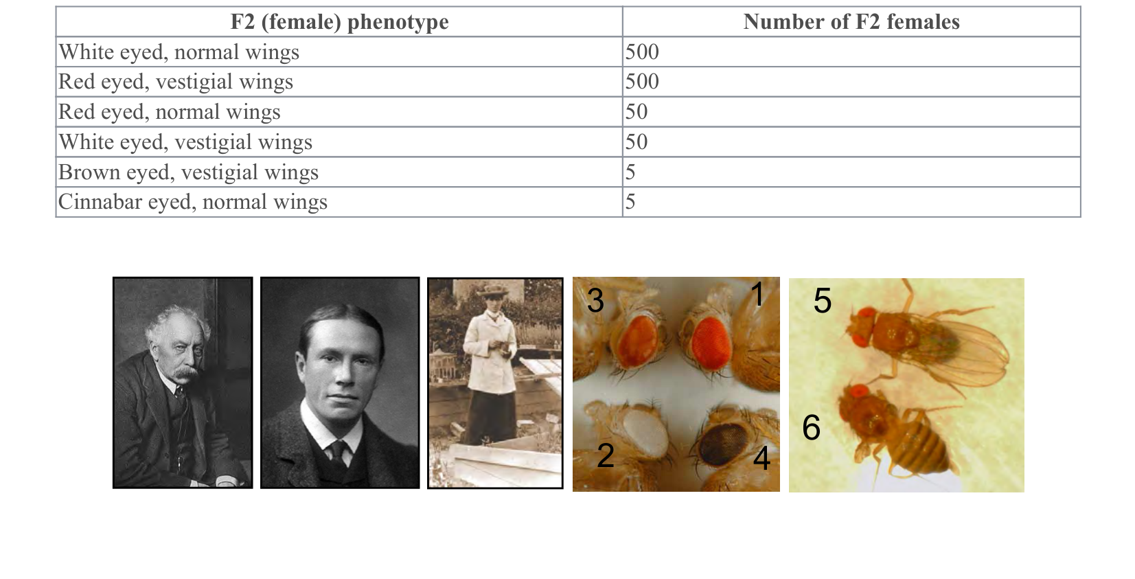 Figure for Q11: Recombination Mapping from a Three-Point Drosophila Cross