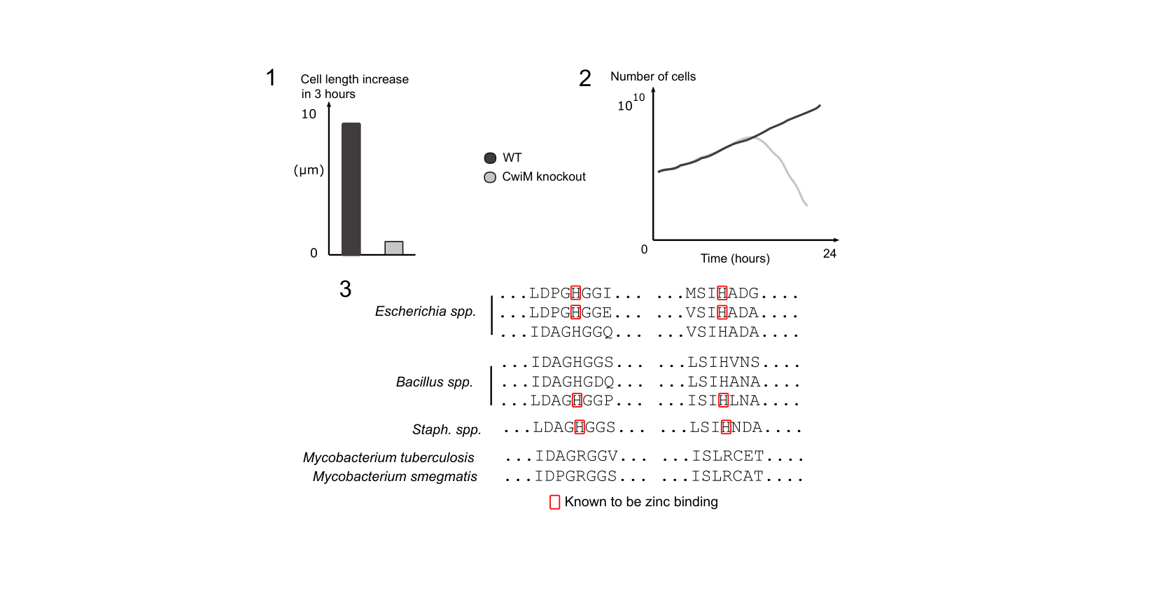 Figure for Q12: CwiM as a Zinc-Dependent Regulator of Mycobacterial Cell Elongation