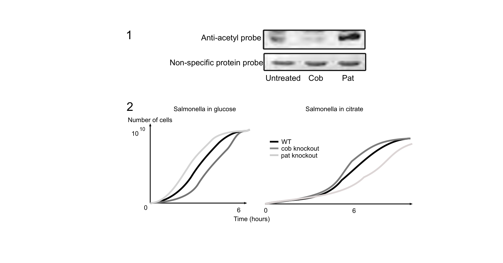 Figure for Q13: Pat and Cob Control Acetylation and Growth in Salmonella