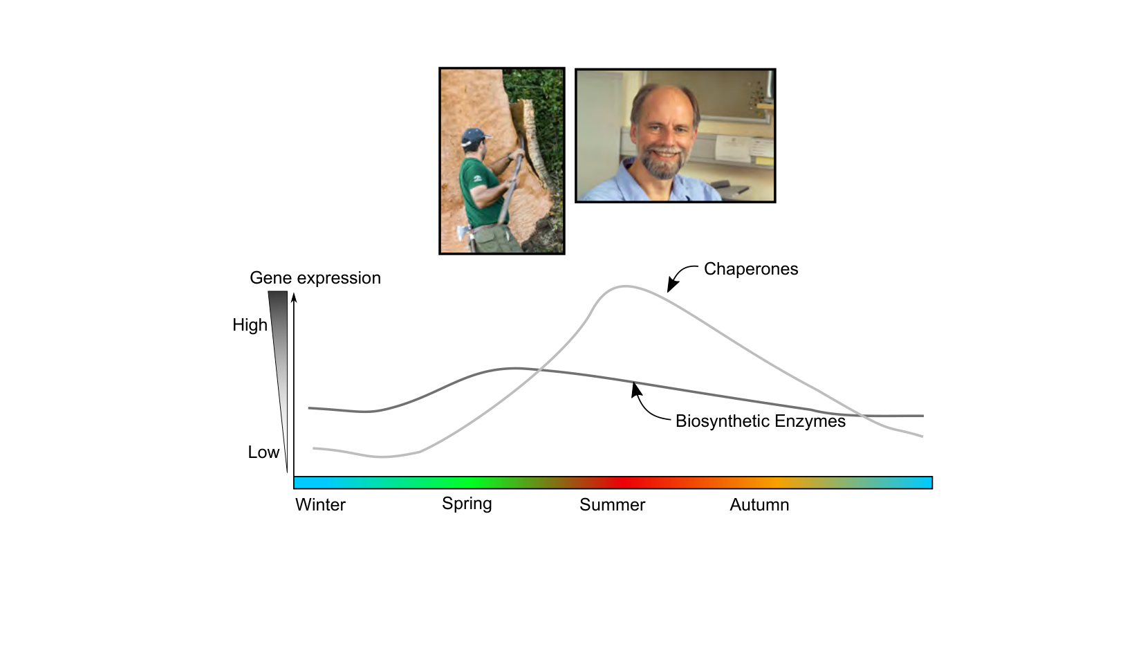 Figure for Q14: Seasonal Gene Expression in Cork Formation
