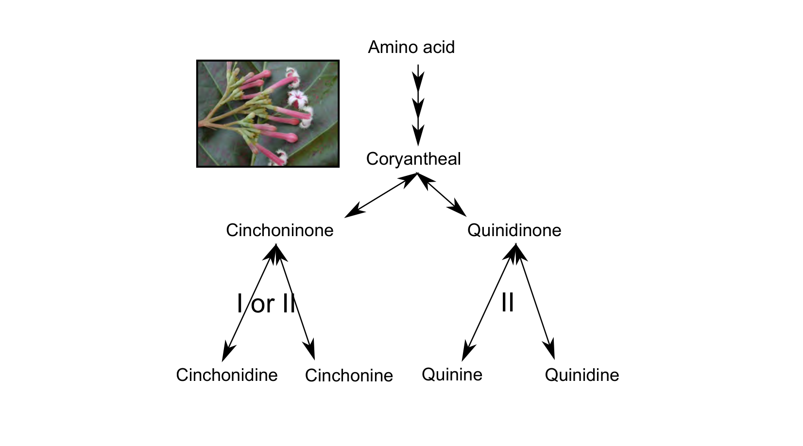 Figure for Q15: Reversible Enzymes Shape the Cinchona Alkaloid Pathway