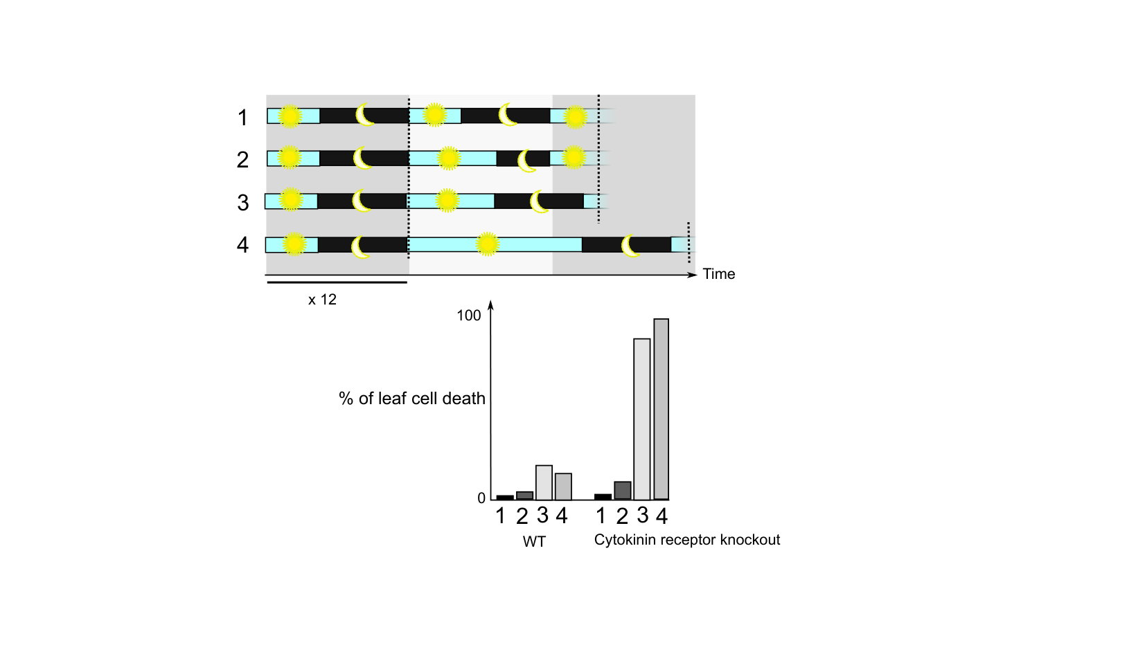 Figure for Q16: Cytokinin Receptor Loss and Day-Length Stress in Arabidopsis