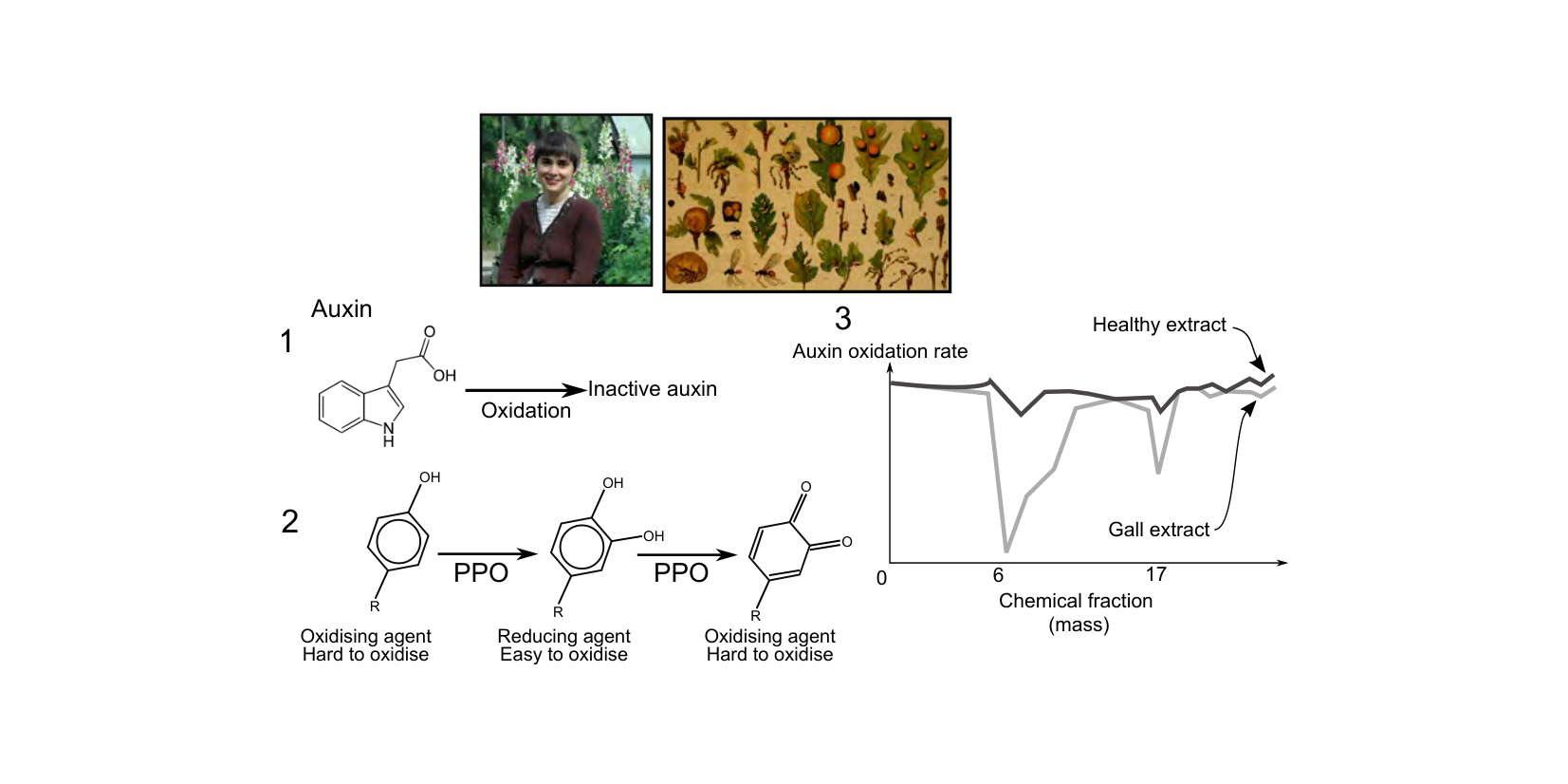 Figure for Q17: Phenolics from Oak Galls Protect Auxin from Oxidation
