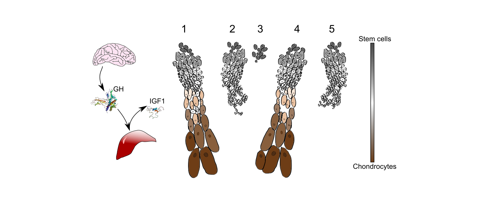 Figure for Q18: Untangling GH and IGF1 Roles in Growth-Plate Elongation