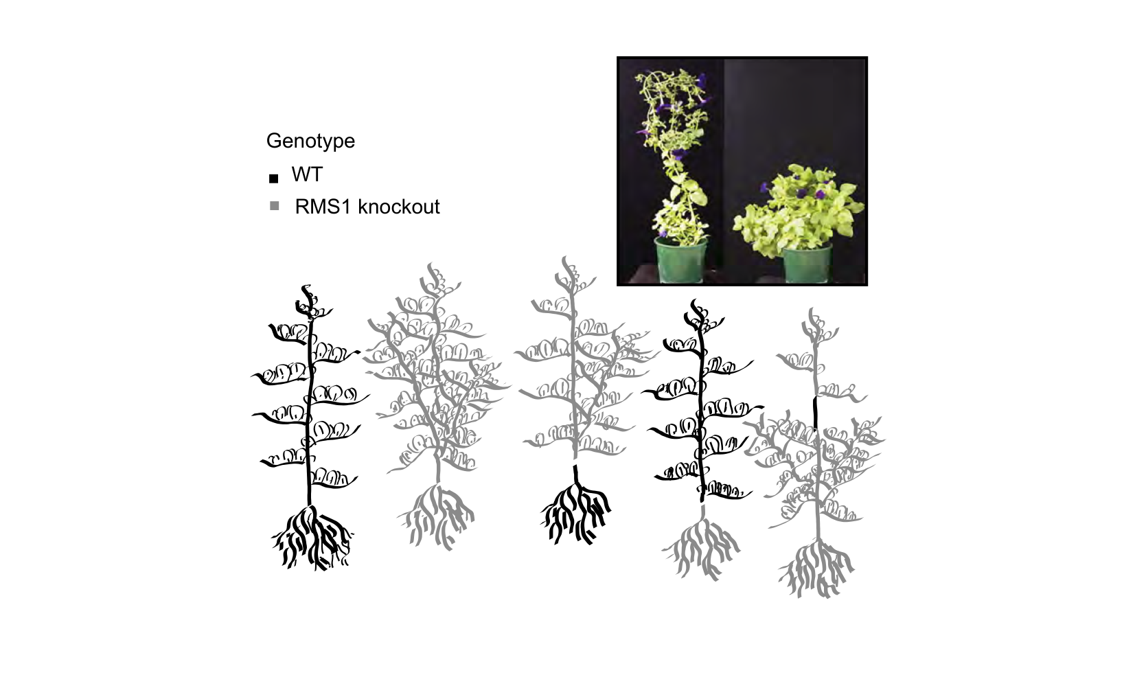 Figure for Q19: Grafting Reveals Where RMS1 Signalling Originates