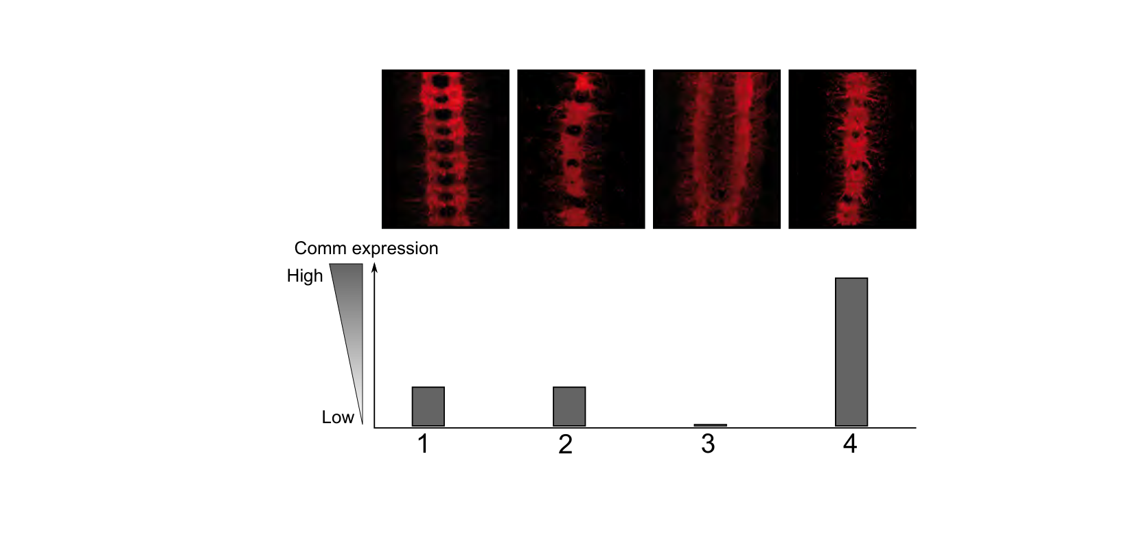 Figure for Q20: Comm and Robo Set Midline-Crossing Behaviour in Drosophila Neurons
