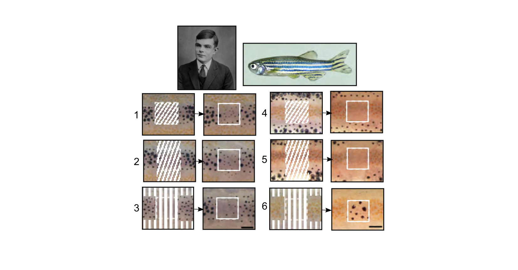 Figure for Q21: Testing Zebrafish Stripes as a Turing Pattern
