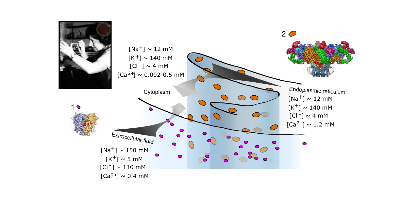 Figure for Q23: Geometry and Gradients Set Calcium Flow at the Muscle Membrane
