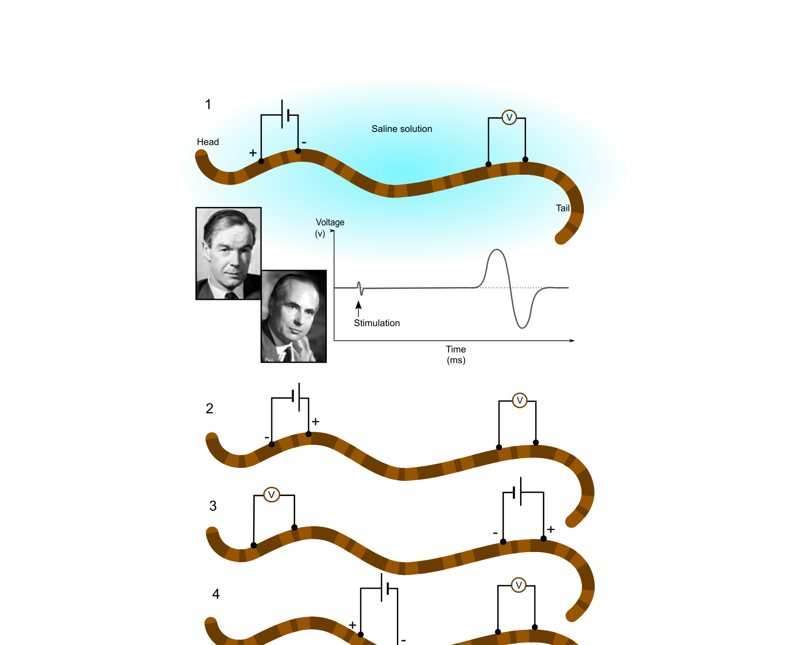 Figure for Q24: Directionality and Excitability of the Giant Worm Action Potential