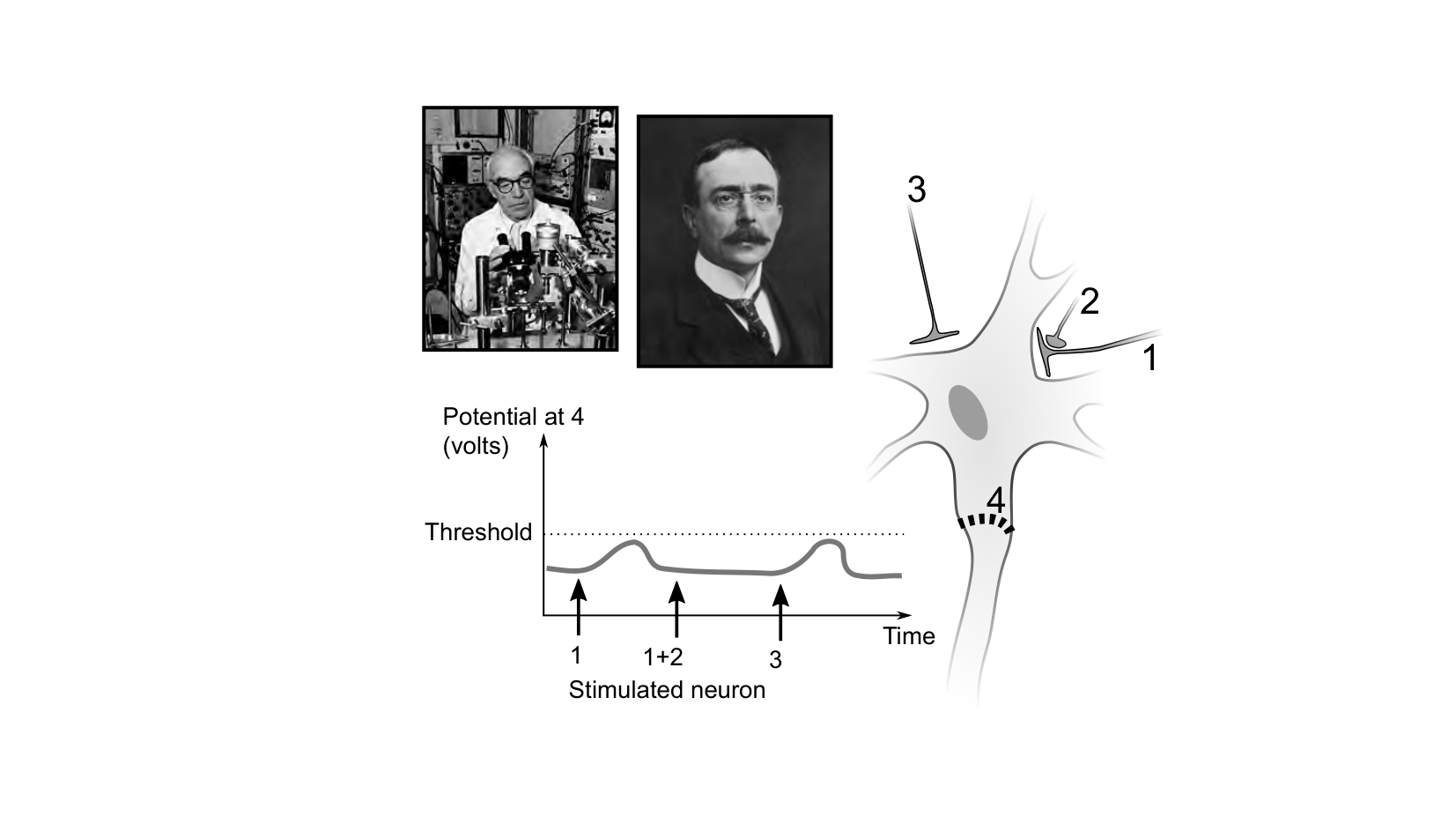 Figure for Q25: Summation and Inhibition Set the Threshold at Neuron 4