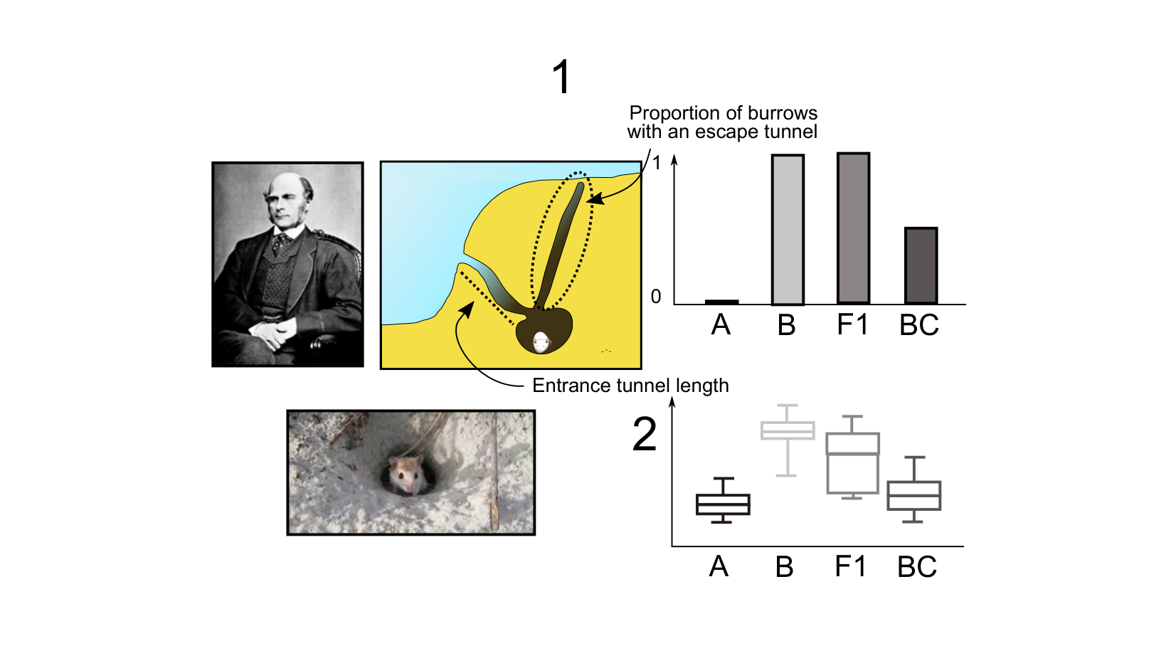 Figure for Q29: Independent Assortment of Burrow Traits in Hybrid Mice