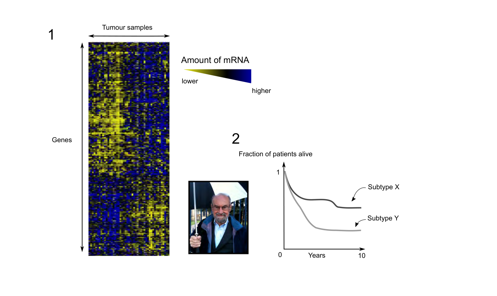 Figure for Q3: Two Molecular Subtypes of DLBCL Lymphoma