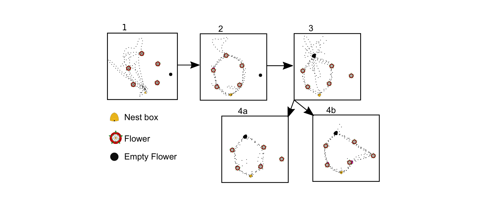 Figure for Q30: Radar-Tracked Foraging Reveals Bee Route Memory, Not Optimisation