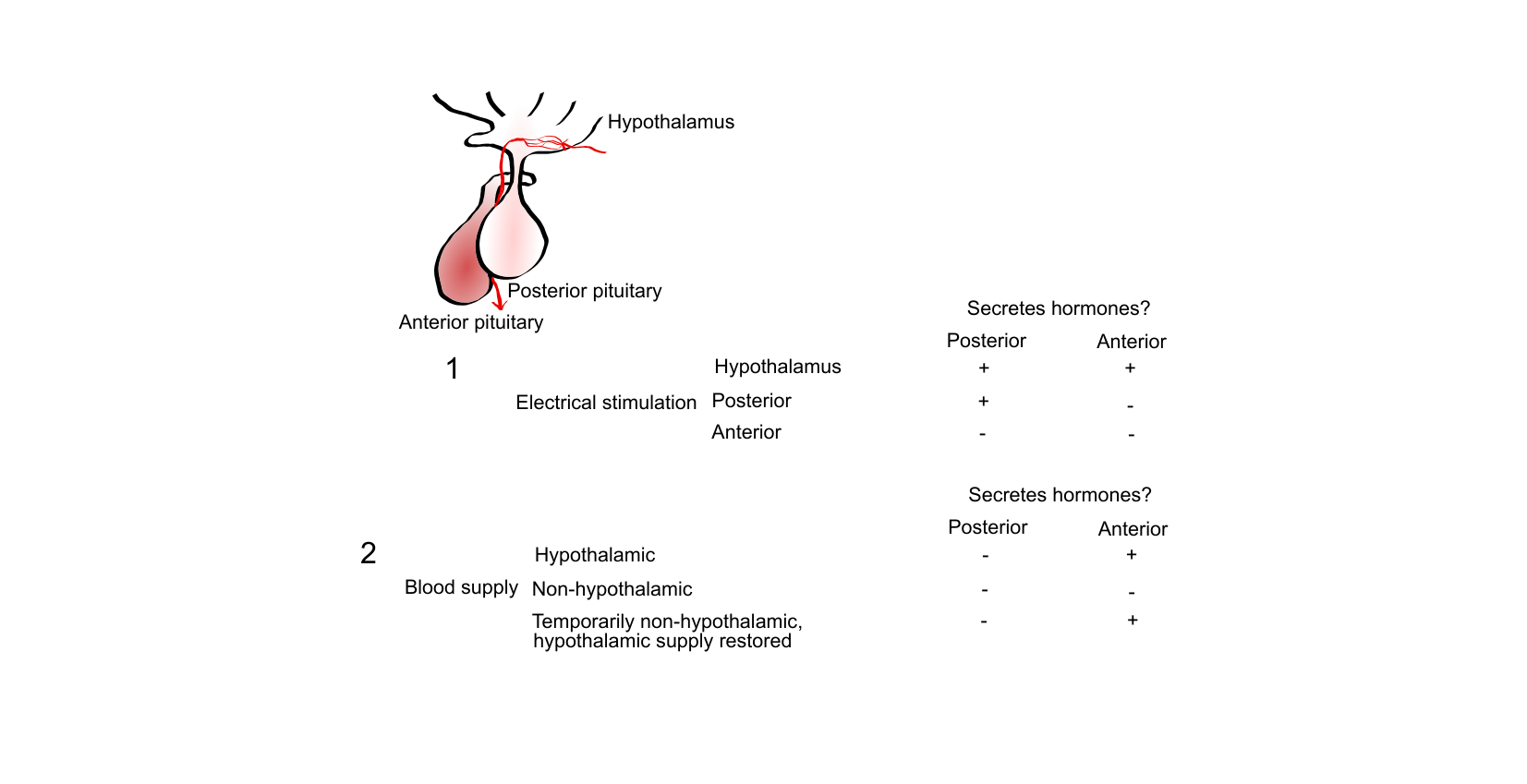 Figure for Q32: Locating the Blood- and Nerve-Dependent Control of the Pituitary