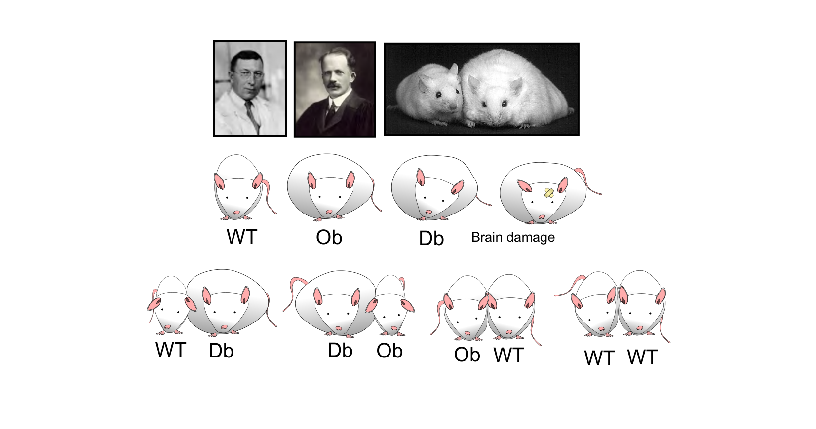Figure for Q33: Parabiosis Reveals a Circulating Satiety Hormone in Obese Mice