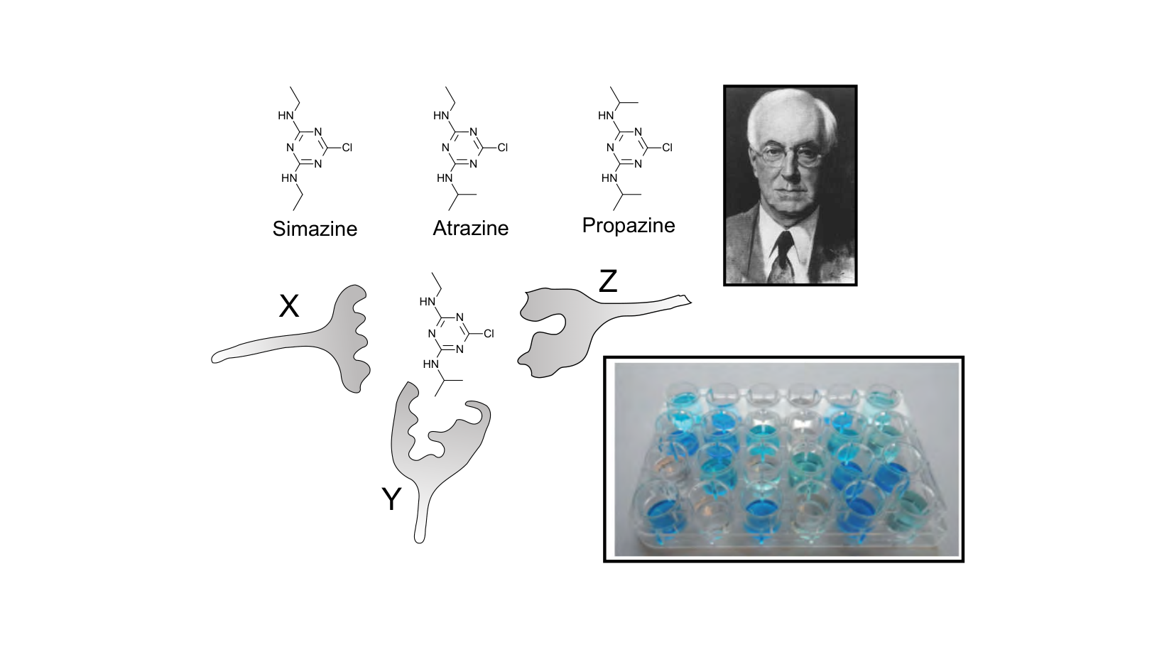Figure for Q35: Cross-Reactivity Limits an ELISA for Triazine Pesticides