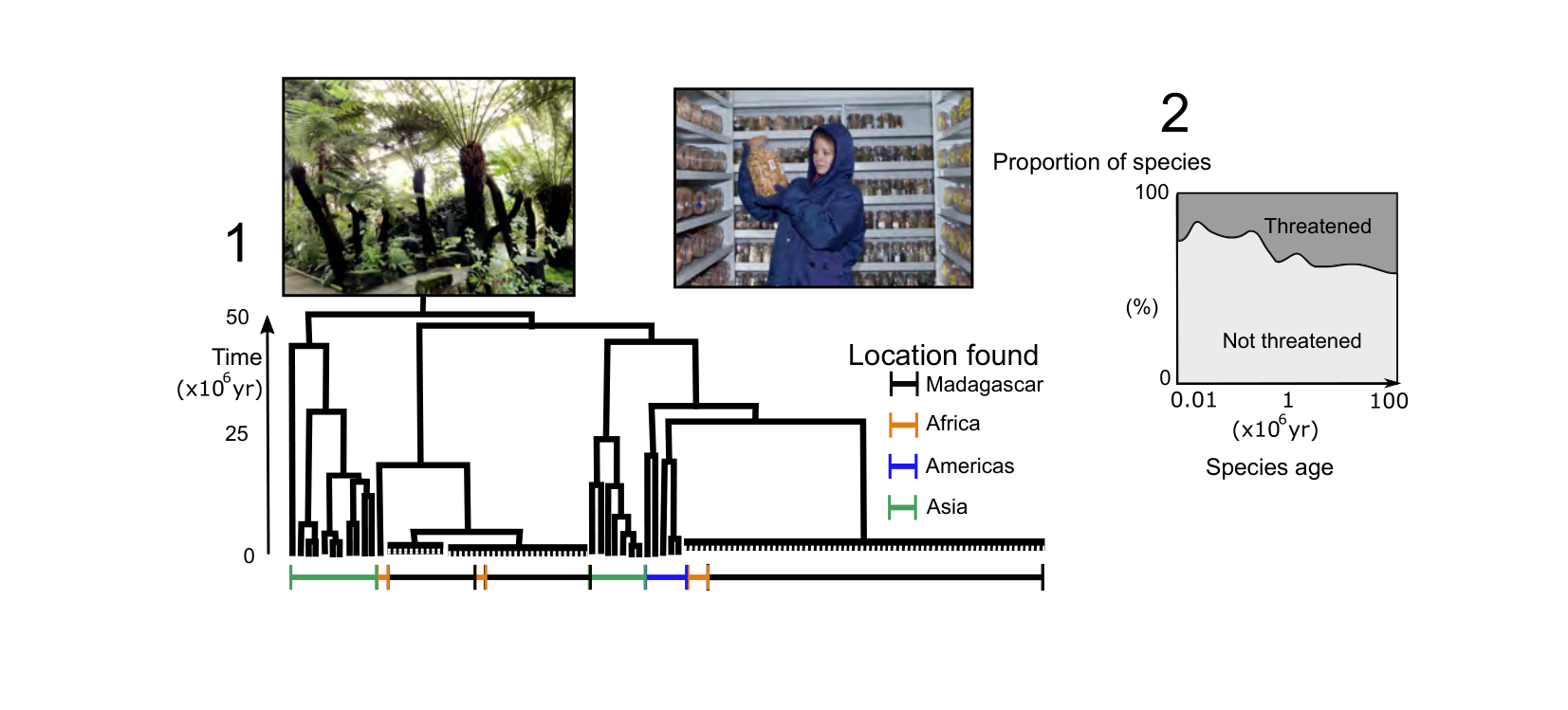 Figure for Q36: Phylogenetic Age Predicts Extinction Risk in Madagascan Plants