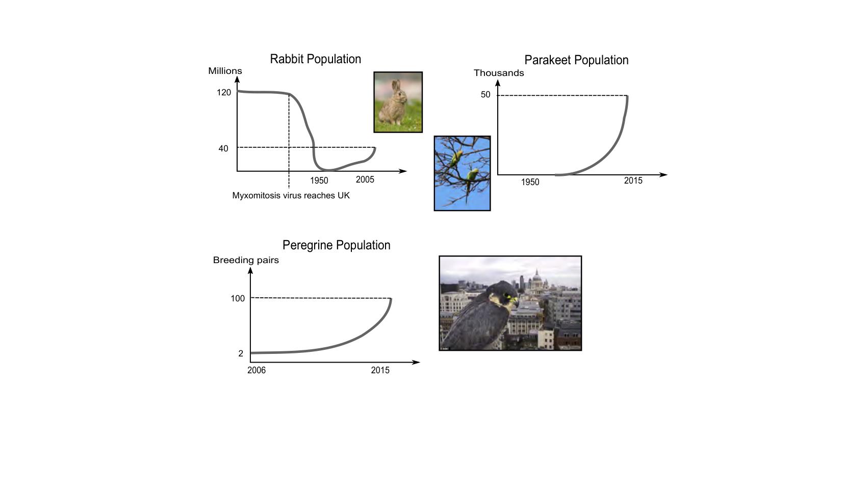 Figure for Q38: Myxomatosis, Introduced Parakeets, and a Native Falcon in Britain