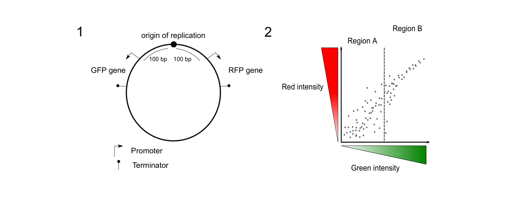 Figure for Q4: Stochastic Noise in a Dual-Reporter Plasmid