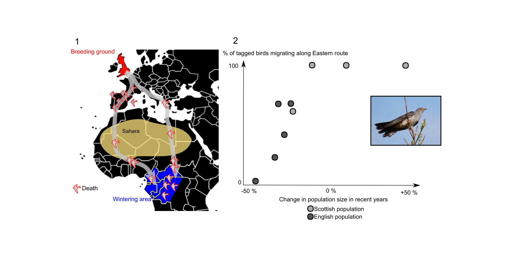 Figure for Q40: Route Choice and Season Explain Cuckoo Population Trends