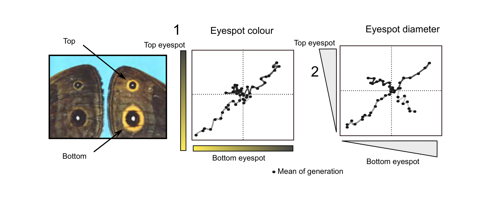 Figure for Q45: Artificial Selection Reveals Genetic Variation in Eyespot Traits