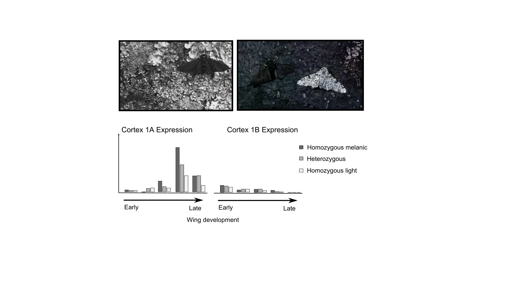 Figure for Q46: A Selective Sweep in Cortex Explains Peppered Moth Melanism