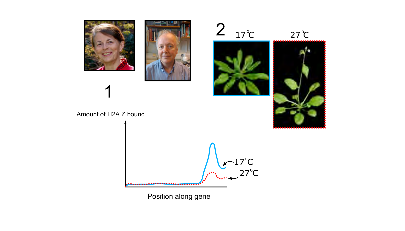 Figure for Q5: H2A.Z Occupancy and Temperature-Driven Flowering