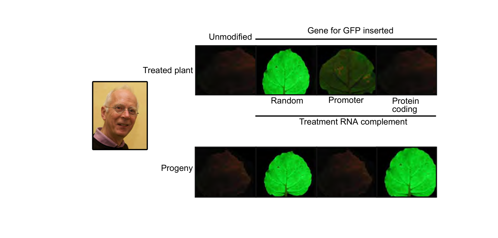 Figure for Q6: Heritable Silencing of a Transgene by RNA