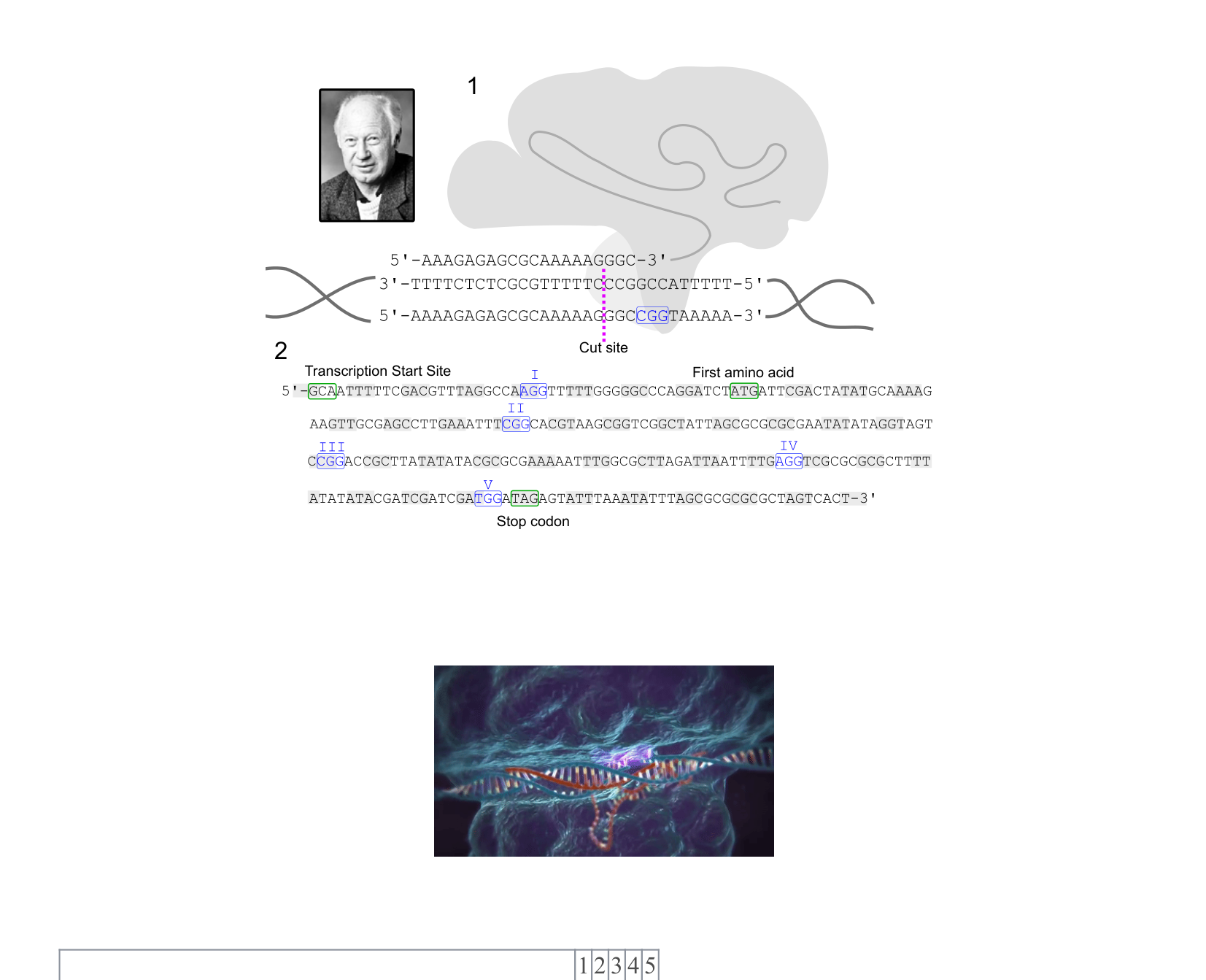 Figure for Q7: Designing a CRISPR Knockout of Gene X
