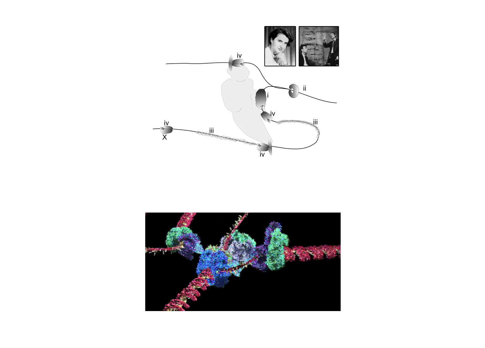 Figure for Q8: Coordinating Enzymes at the E. coli Replication Fork