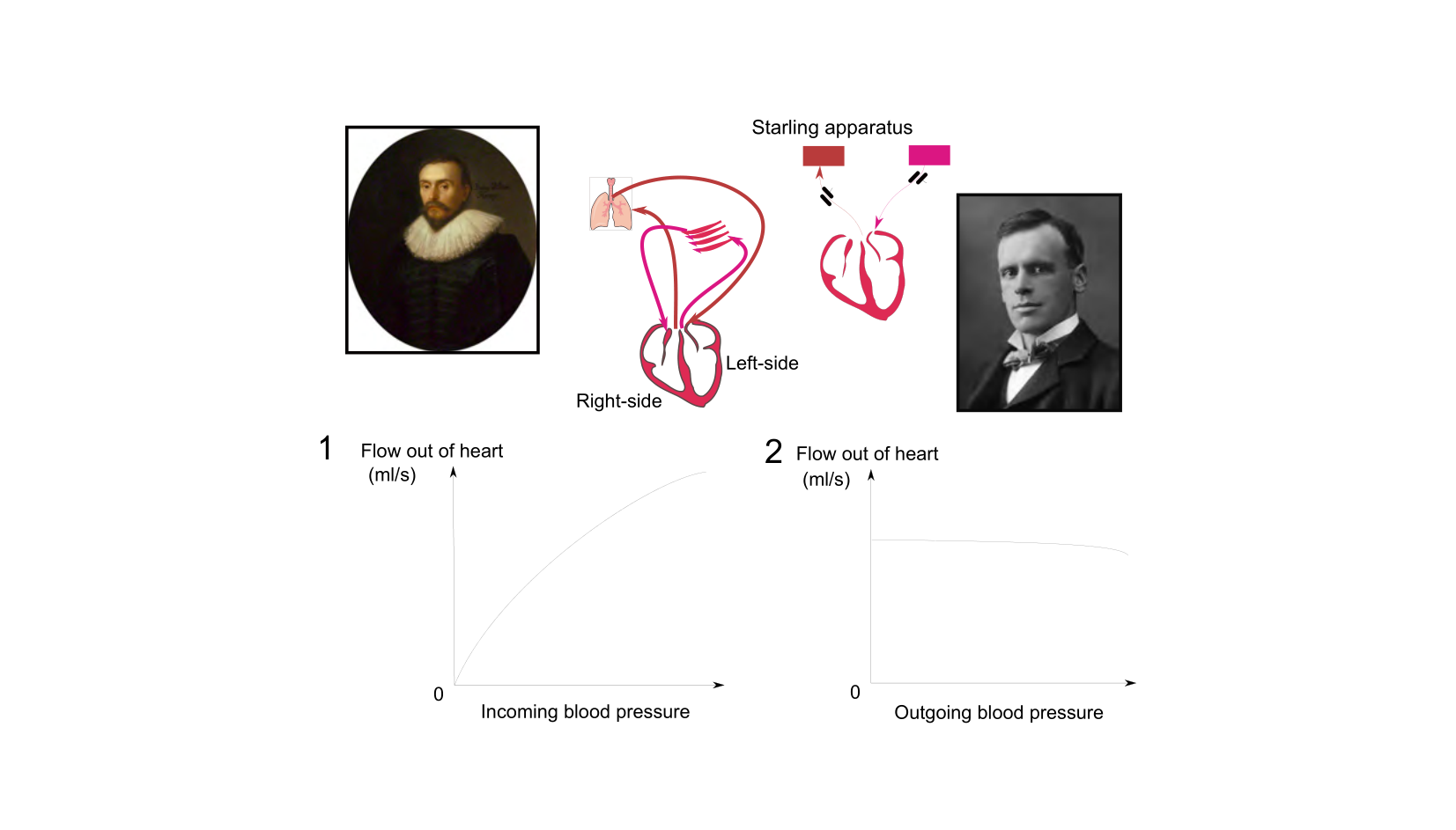 Figure 1 for Q10: Why the Heart Can’t Suck Blood: The Frank-Starling Mechanism