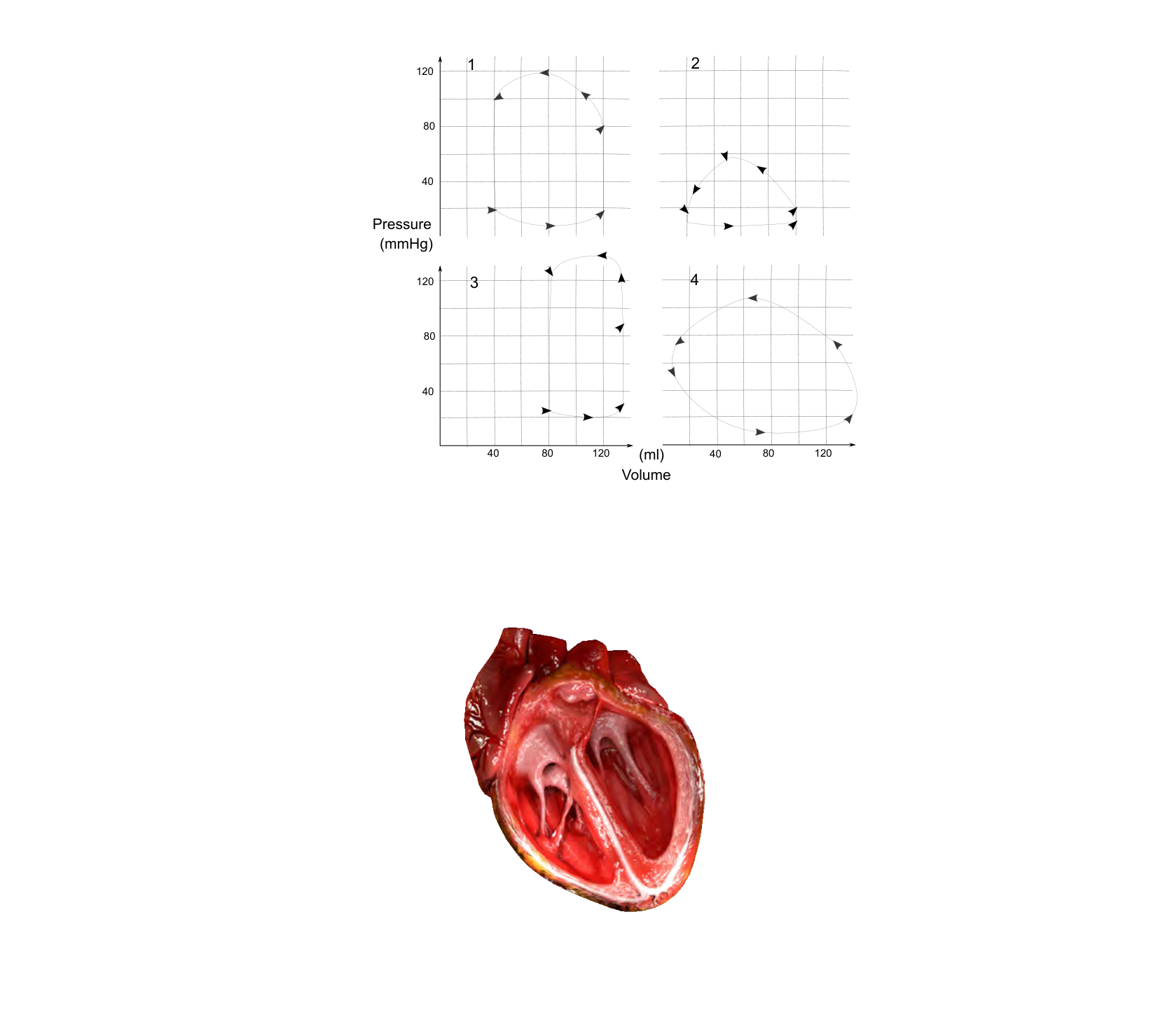 Figure 1 for Q11: Diagnosing Heart Disease from Pressure-Volume Loops