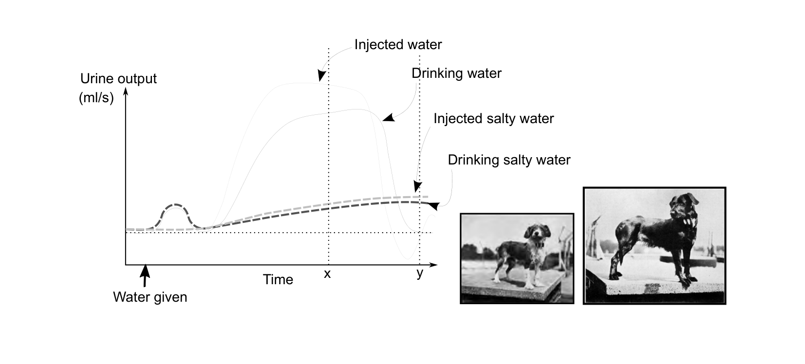 Figure 1 for Q12: Osmolarity, Not Volume, Dominates Fast Kidney Responses