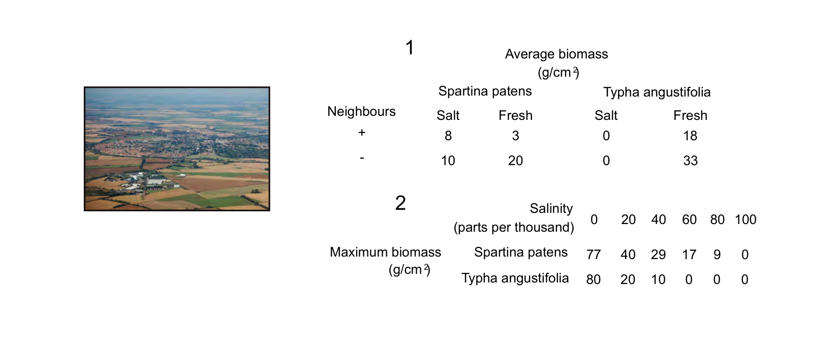 Figure 1 for Q15: Competition and Salt Tolerance Divide Two Marsh Plants