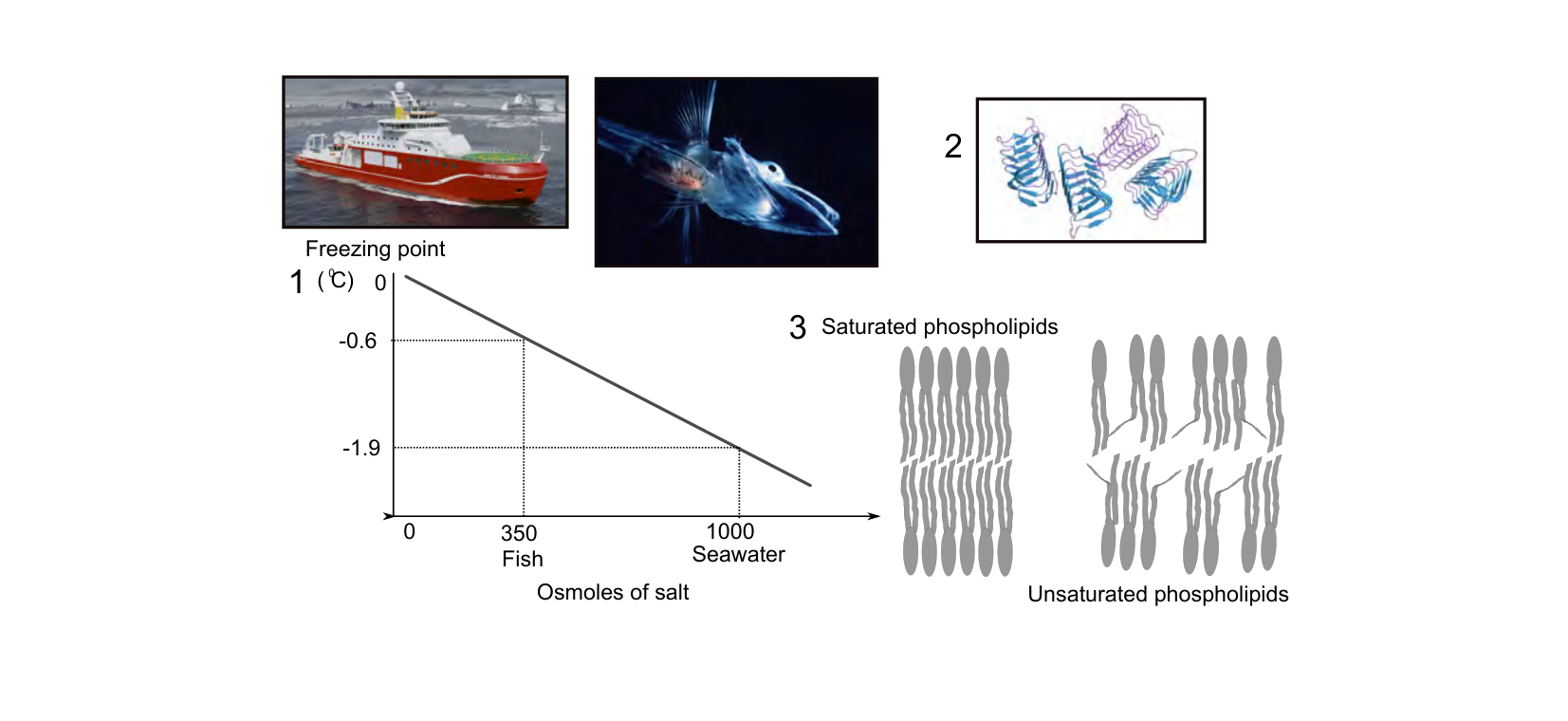 Figure 1 for Q16: Antifreeze Proteins and Membrane Chemistry in Polar Fish