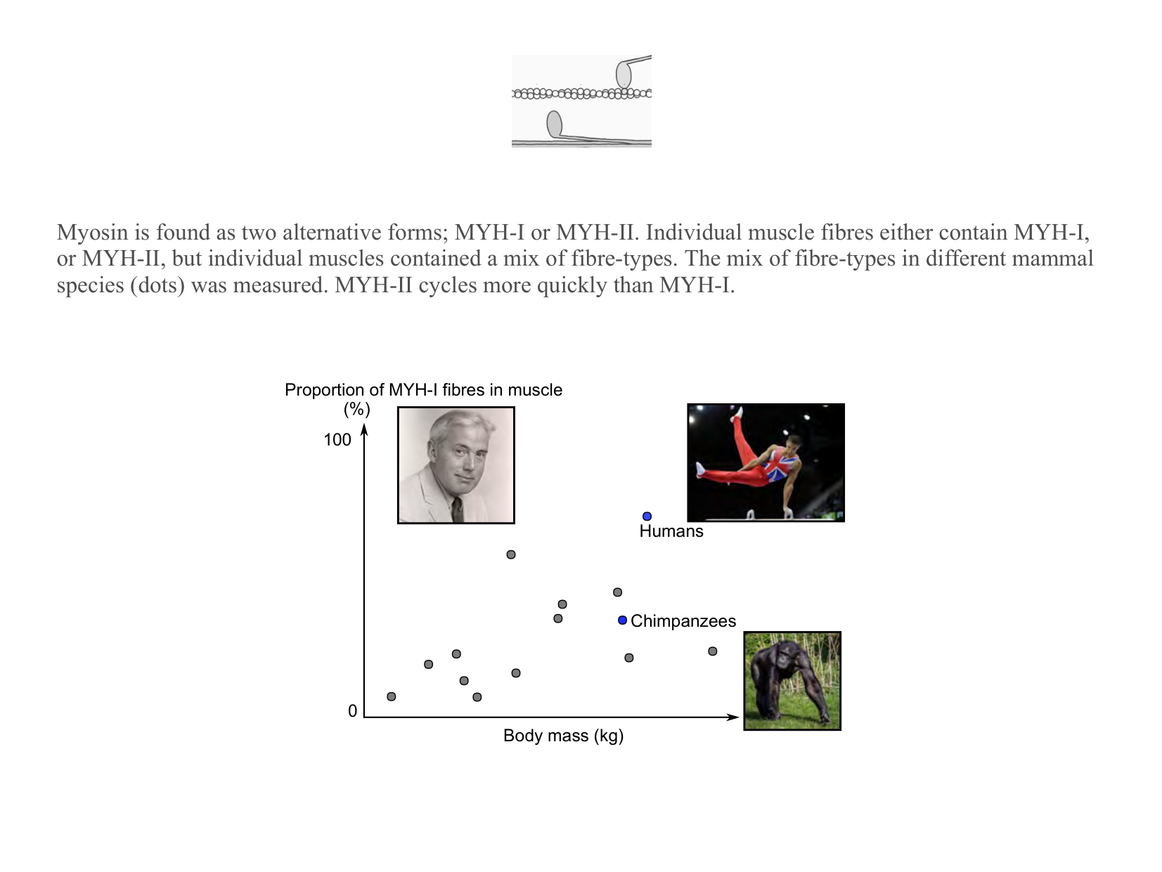 Figure 1 for Q19: Fibre-Type Composition Explains a Human-Chimp Muscle Trade-off