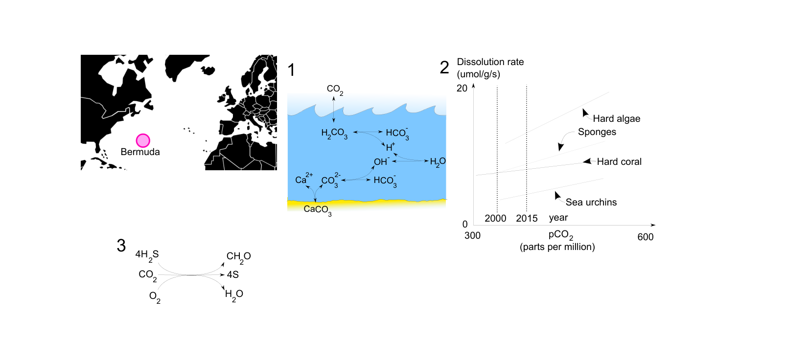 Figure 1 for Q2: Ocean Acidification and Deep-Sea Chemosynthesis
