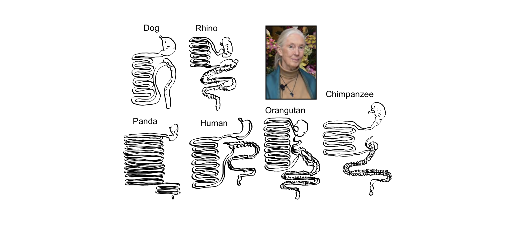 Figure 1 for Q21: Gut Anatomy Tracks Diet Across Apes, Dogs, and Pandas