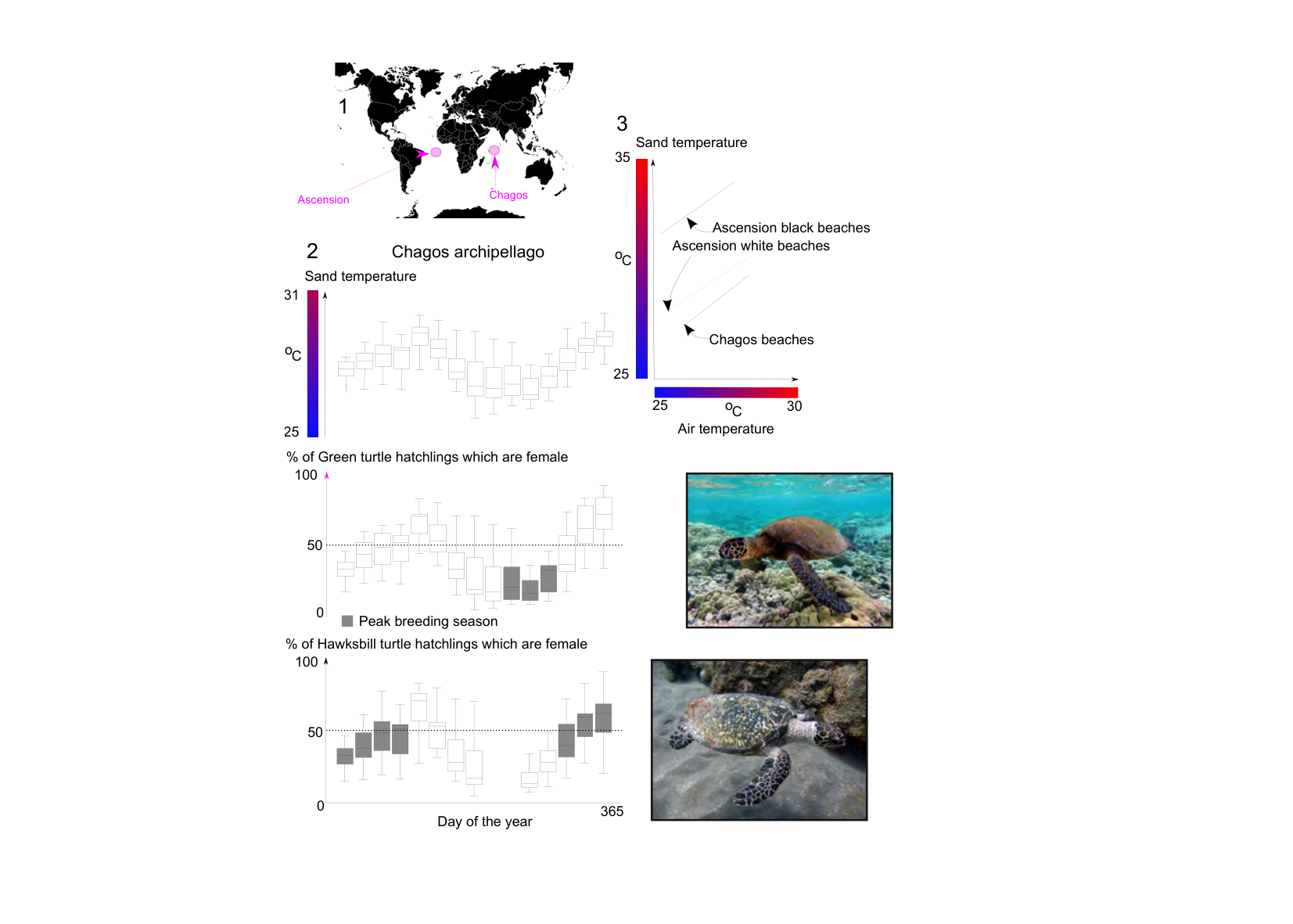 Figure 1 for Q23: Temperature-Dependent Sex Determination in Two Turtle Populations