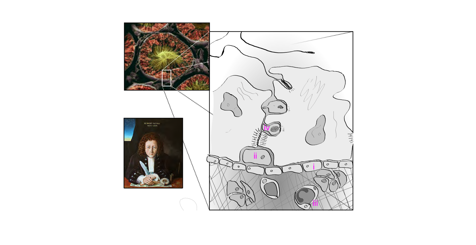Figure 1 for Q24: Reading Cell Identity and Function from Testis Ultrastructure