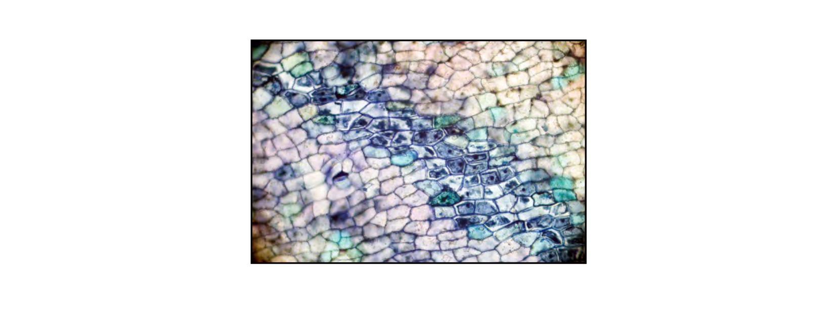 Figure 1 for Q25: Do ABC Transporters Pump Floral Scent Out of Petal Cells?