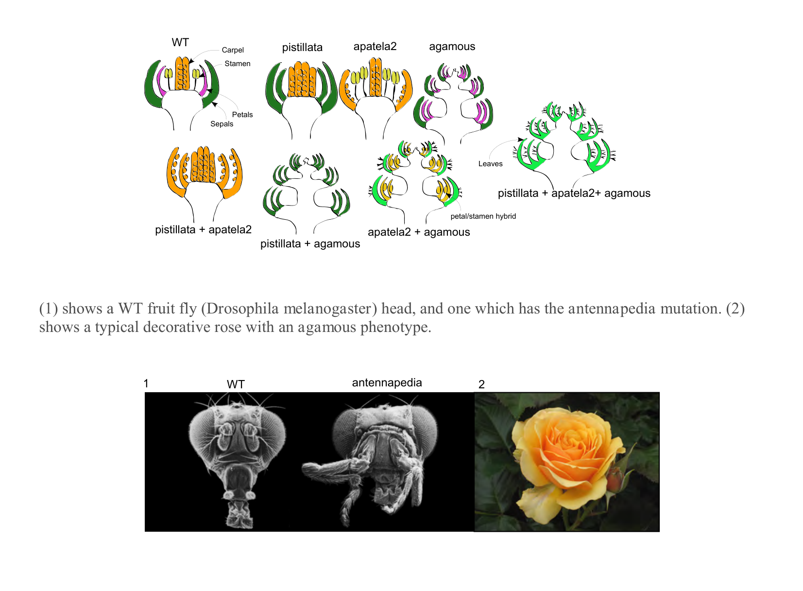 Figure 1 for Q26: Homeotic Genes Define Flower and Body Segment Identity