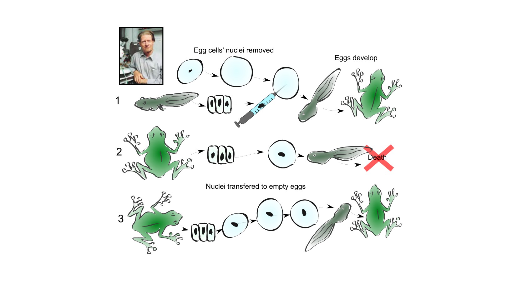 Figure 1 for Q28: Cytoplasmic Reprogramming and the Persistence of Cell Identity